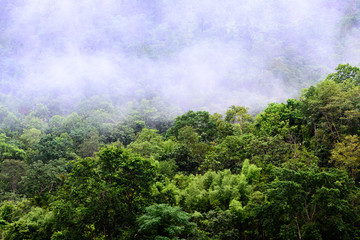 Foggy in forest on morning.