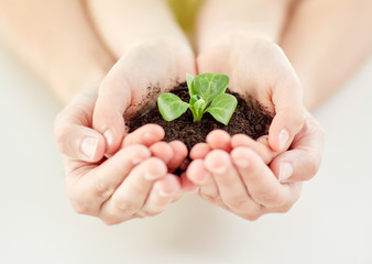 close up of child and parent hands holding sprout