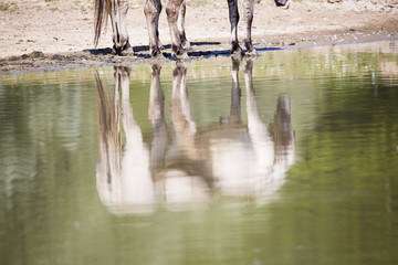 Chevaux au bord de l'eau