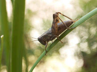 Pezotettix giornae, a little european short-horned grasshopper. 