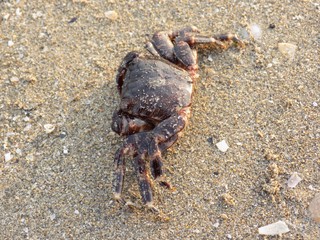 Crab on sandy beach