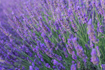 Obraz premium Beautiful fragrant lavender fields