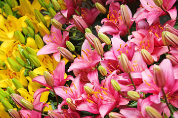 Obraz premium close up of pink and yellow lily flowers