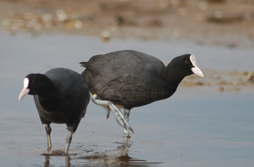 folaga (Fulica atra)