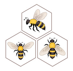 Bee on honey cell set isolated on white background vector eps 10