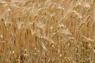 Wheat field