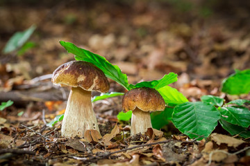 Two boletus mushrooms in oak forest