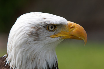 Weisskopfseeadler