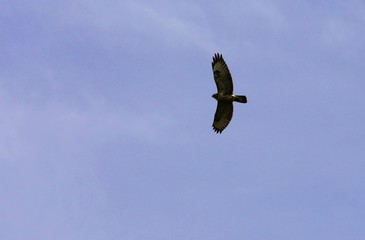 Flying buzzard in the sky