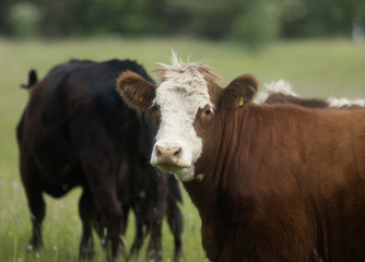 A COW