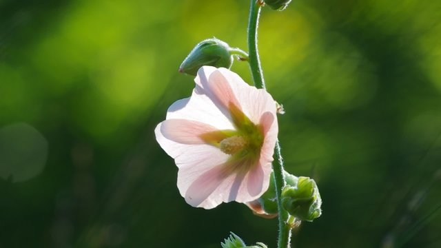 Zartrosa Bl&uuml;te vor gr&uuml;nem Hintergrund in der Sonne