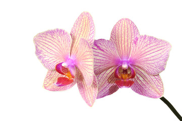 Purple streaked orchid flower