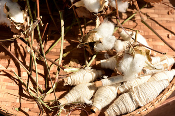 Cotton. (Gossypium hirsutum L.)
