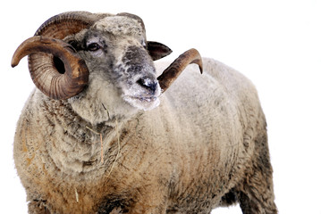 Ram