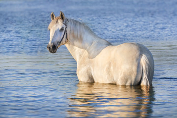 Portrait of beautiful white  horse in blue water