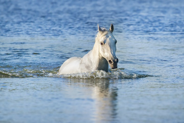 Portrait of beautiful white arabian horse swimming in blue water