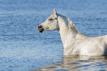 Portrait of beautiful white arabian horse in blue water
