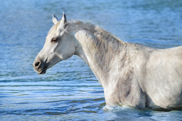 Portrait of beautiful white arabian horse in blue water