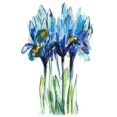 bouquet of blue irises on a white background, watercolor sketch