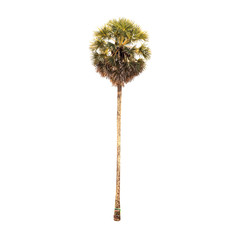 Sugar Palm tree isolated on white background.