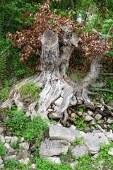 Fototapeta na wymiar Tree root