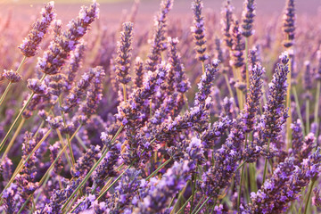 Beautiful fragrant lavender fields