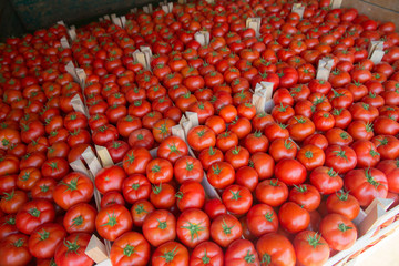Fresh Tomatoes in crate at the Market