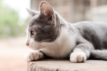 Cute cat on the wooden 