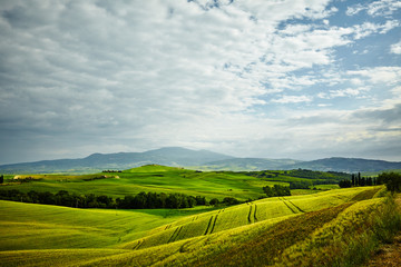 Green Tuscany hills