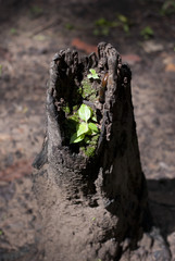 Hollow Stump with small plants growing inside
