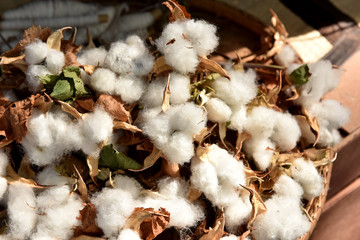 Cotton. (Gossypium hirsutum L.)