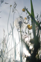 Wiesenblumen im Sonnenschein