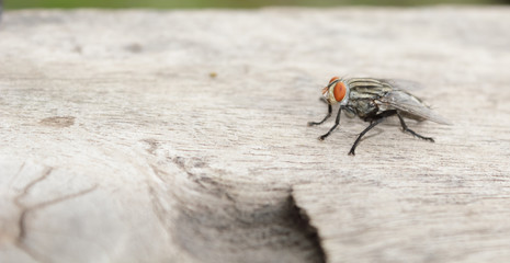 Flies on a wooden floor