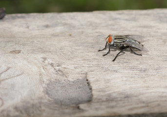 Flies on a wooden floor
