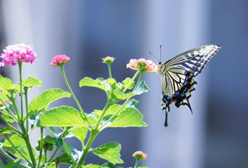 close up butterfly on flower, Japan