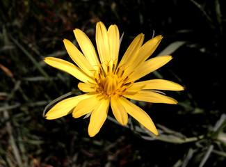 Amazing Yellow Flower
