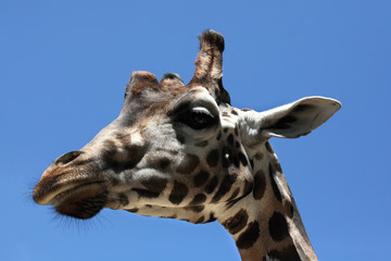 Rothschild's giraffe (Giraffa camelopardalis rothschildi).