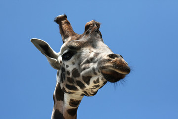 Rothschild's giraffe (Giraffa camelopardalis rothschildi).