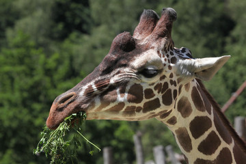 Reticulated giraffe (Giraffa camelopardalis reticulata).