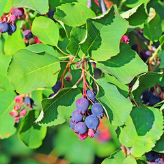 Ирга, или Амеланхиер (Amelanchier). Ягодная кисть на фоне листьев