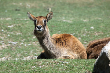 Nile lechwe (Kobus megaceros).