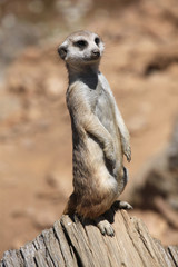 Fototapeta premium Meerkat (Suricata suricatta), also known as the suricate.