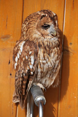 Tawny owl (Strix aluco).