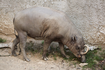 Fototapeta premium Sulawesi babirusa (Babyrousa celebensis).