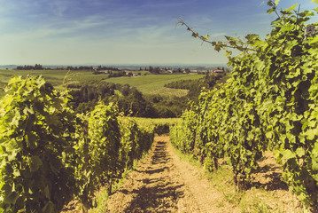 Fototapeta premium Hills and vineyards in Italy