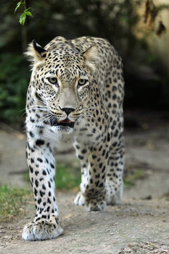 Persian leopard (Panthera pardus saxicolor).