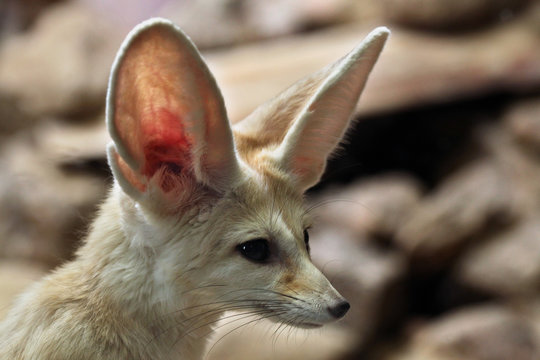 Vulpes Zerda Images Browse 4 027 Stock Photos Vectors And Video Vulpes Zerda Images Browse 4 027 Stock Photos Vectors And Video