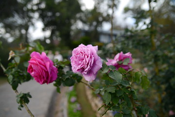 Beautiful tropical flowers of Thailand