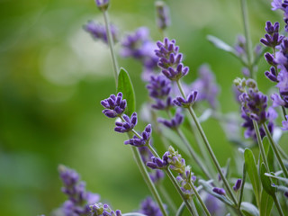 Lavendel / Lavandula angustifolia