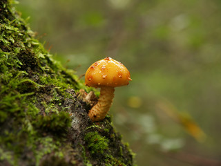 Mushroom in forest